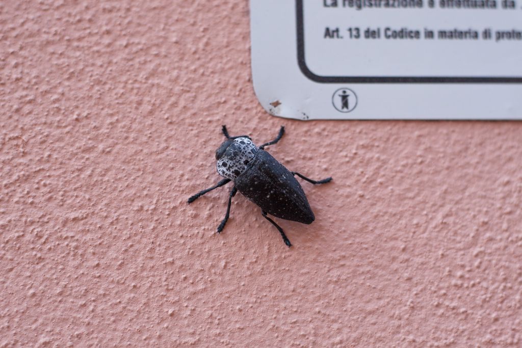 Buprestidae: Capnodis tenebrionis?  S !